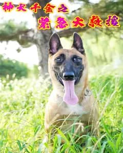 神犬千金之紧急大救援