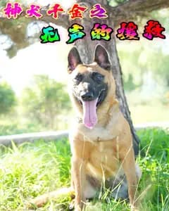 神犬千金之无声的援救
