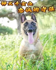 神犬千金之忠诚的守候