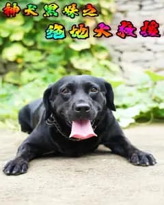 神犬黑妹之绝地大救援
