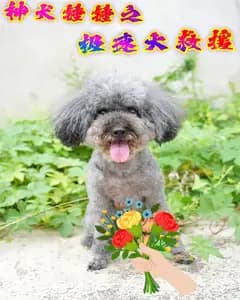 神犬锤锤之极速大救援