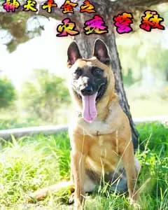 神犬千金之火速营救