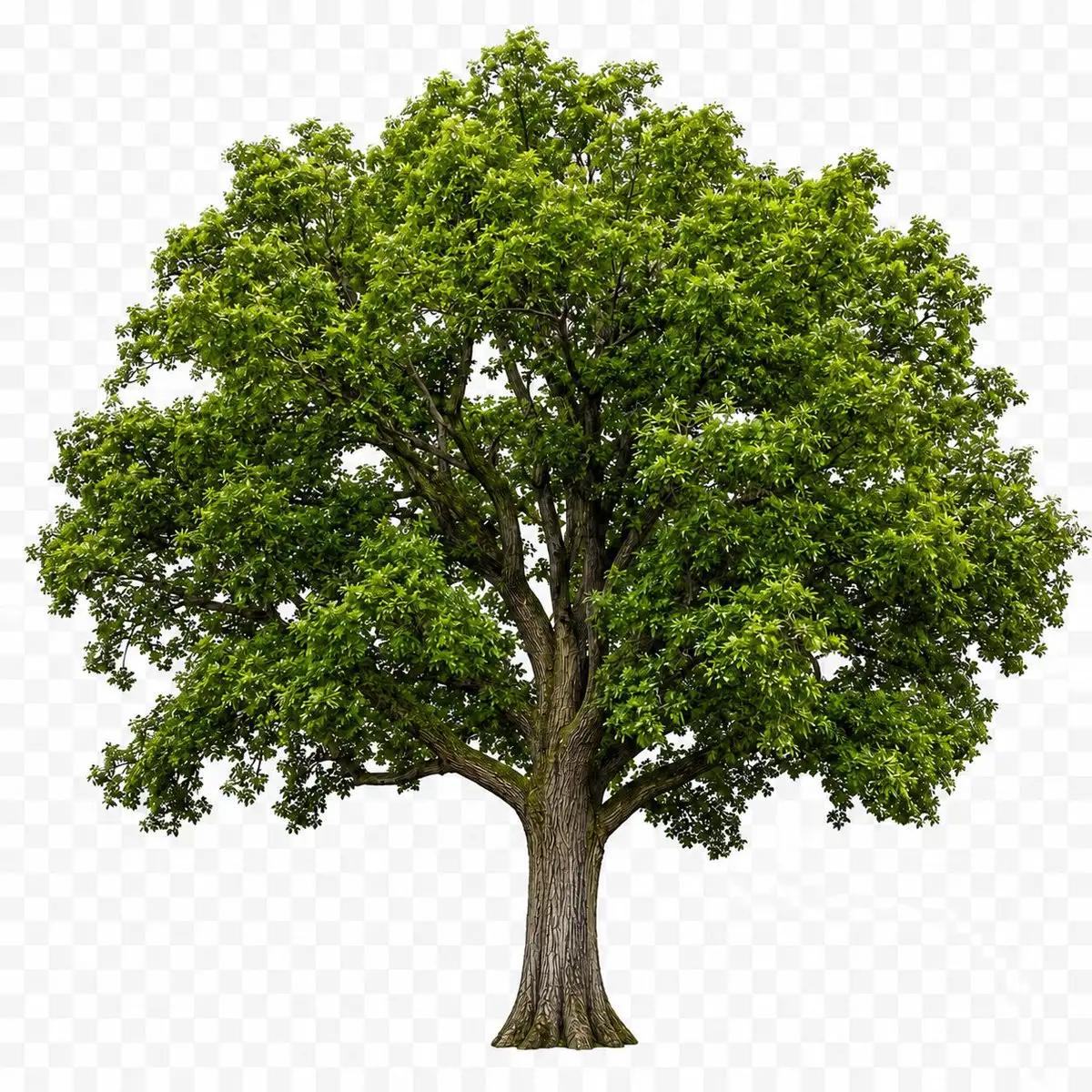 Isolated Tree on Checkerboard