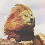 Findrepo MCP Remote logo