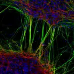 Google Workspace MCP 348f985c logo