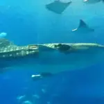roomba MCP server logo